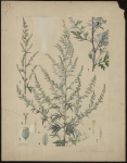 [Artemisia vulgaris] Armoise commune