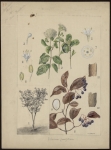 [Viburnum prunifolium] Viorne à feuille de prunier
