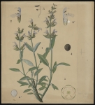 [Salvia officinalis] Sauge officinale