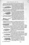 Musculi femoris interiores - De dissectione partium corporis humani libri tres, à Carolo Stephano, d [...]