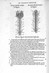 Prima spinalis medullae figura / Secunda spinalis medullae figura - De dissectione partium corporis  [...]