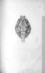 Pl. III. Base du cerveau d'un veau - Anatomie et physiologie du système nerveux en général et du cer [...]