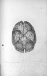 Pl. IV. Base d'un cerveau de femme - Anatomie et physiologie du système nerveux en général et du cer [...]