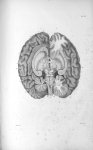 Pl. VI. Cerveau posé sur sa base - Anatomie et physiologie du système nerveux en général et du cerve [...]
