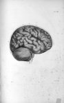 Pl. VIII. Crâne scié verticalement par le milieu du front (cerveau de femme) - Anatomie et physiolog [...]