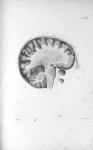 Pl. XII. Crâne scié par le milieu de l'os frontal (cerveau d'homme) - Anatomie et physiologie du sys [...]