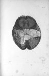 Pl. XV. Cerveau humain posé sur sa face supérieure - Anatomie et physiologie du système nerveux en g [...]