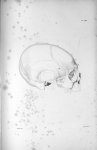 Pl. XXVI. Crâne d'un jeune homme de quinze ans, incomplètement idiot, voleur incorrigible - Anatomie [...]
