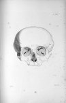 Pl. XXVII. Crâne d'une femme publique, passionnée pour le vol, morte dans la prison de Grätz en Stir [...]