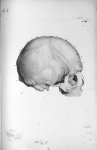 Pl. XXX. Beau crâne d'un ex-jésuite, grand prédicateur - Anatomie et physiologie du système nerveux  [...]