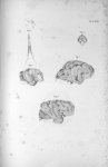 Pl. XXXIII. Fig. 1. Cerveau et moëlle épinière de la grenouille / Fig. 2. Cerveau d'une poule / Fig. [...]