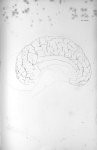 Pl. XXXV. Cerveau de l'éléphant - Anatomie et physiologie du système nerveux en général et du cervea [...]