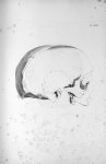 Pl. XLVIII. Crâne d'un homme chaste, avec très-foible développement du cervelet et avec l'organe de  [...]