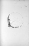 Pl. LXII. Partie postérieure du crâne d'un homme très-poltron, avec les organes de l'attachement - A [...]