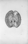 Pl. VI. Cerveau posé sur sa base - Anatomie et physiologie du système nerveux en général et du cerve [...]