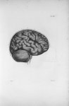 Pl. VIII. Crâne scié verticalement par le milieu du front (cerveau de femme) - Anatomie et physiolog [...]