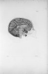 Pl. XI. Crâne, cervelet et cerveau séparés verticalement dans la ligne médiane (cerveau d'homme) - A [...]