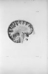 Pl. XII. Crâne scié par le milieu de l'os frontal (cerveau d'homme) - Anatomie et physiologie du sys [...]