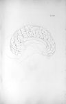Pl. XXXV. Cerveau de l'éléphant - Anatomie et physiologie du système nerveux en général et du cervea [...]