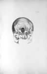 Pl. XLIV. La base d'un crâne très-grand d'un adulte qui fuyoit les femmes, avec très-foible développ [...]
