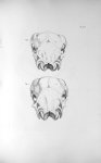 Pl. LIX. Fig. 1. Crâne du veau femelle / Fig. 2. Du veau mâle - Anatomie et physiologie du système n [...]