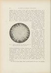 Fig. 2. Culture de trichophyton de la folliculité agminée, sur gélose au moût de bière - Le musée de [...]