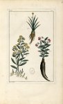 Planche IV - Herbier ou collection des plantes médicinales de la Chine d'après un manuscrit peint et [...]