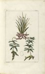 Planche I. Decad. 2 - Herbier ou collection des plantes médicinales de la Chine d'après un manuscrit [...]
