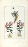Planche VI. Dec. 3. Cent. 2 - Herbier ou collection des plantes médicinales de la Chine d'après un m [...]