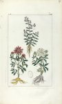 Planche VII. Dec. 3. Cent. 2 - Herbier ou collection des plantes médicinales de la Chine d'après un  [...]