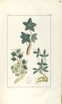 Planche VIII. Dec. 3. Cent. 2 - Herbier ou collection des plantes médicinales de la Chine d'après un [...]