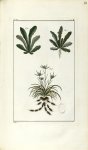 Planche II. Dec. 4. Cent. 2 - Herbier ou collection des plantes médicinales de la Chine d'après un m [...]