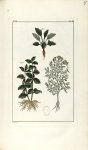 Planche V. Dec. 4. Cent. 2 - Herbier ou collection des plantes médicinales de la Chine d'après un ma [...]