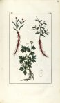 Planche VIII. Dec. 4. Cent. 2 - Herbier ou collection des plantes médicinales de la Chine d'après un [...]