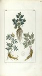 Planche X. Dec. 4. Cent. 2 - Herbier ou collection des plantes médicinales de la Chine d'après un ma [...]