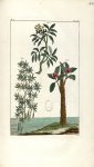 Planche II. Decad. 5. Cent. 2 - Herbier ou collection des plantes médicinales de la Chine d'après un [...]