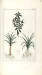 Planche III. Decad. 5. Cent. 2 - Herbier ou collection des plantes médicinales de la Chine d'après u [...]