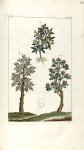 Planche IV. Decad. 5. Cent. 2 - Herbier ou collection des plantes médicinales de la Chine d'après un [...]