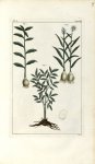 Planche V. Decad. 5. Cent. 2 - Herbier ou collection des plantes médicinales de la Chine d'après un  [...]