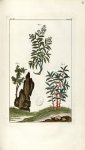 Planche VI. Decad. 5. Cent. 2 - Herbier ou collection des plantes médicinales de la Chine d'après un [...]