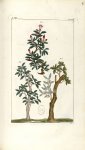 Planche VII. Decad. 5. Cent. 2 - Herbier ou collection des plantes médicinales de la Chine d'après u [...]