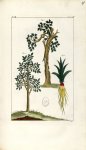 Planche IX. Decad. 5. Cent. 2 - Herbier ou collection des plantes médicinales de la Chine d'après un [...]