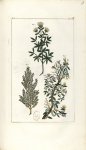 Planche I. Decad. 6 - Herbier ou collection des plantes médicinales de la Chine d'après un manuscrit [...]
