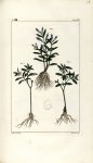 Planche II. Decad. 6 - Herbier ou collection des plantes médicinales de la Chine d'après un manuscri [...]