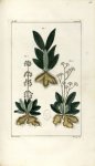 Planche III. Decad. 6 - Herbier ou collection des plantes médicinales de la Chine d'après un manuscr [...]