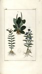 Planche IV. Decad. 6 - Herbier ou collection des plantes médicinales de la Chine d'après un manuscri [...]