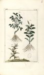 Planche V. Decad. 6 - Herbier ou collection des plantes médicinales de la Chine d'après un manuscrit [...]