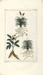 Planche VI. Decad. 6 - Herbier ou collection des plantes médicinales de la Chine d'après un manuscri [...]