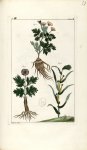 Planche VII. Decad. 6 - Herbier ou collection des plantes médicinales de la Chine d'après un manuscr [...]