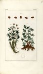 Planche VIII. Decad. 6 - Herbier ou collection des plantes médicinales de la Chine d'après un manusc [...]
